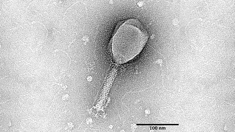 virus que infectan a bacterias pueden comunicarse entre sí para establecer estrategias de contagio
