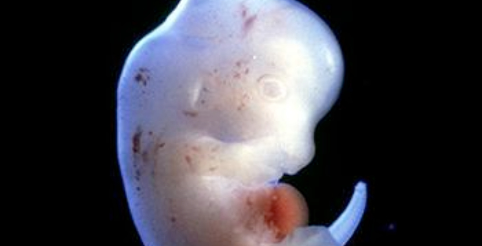 ¿Híbridos humano-animales? Japón da luz verde a este experimento