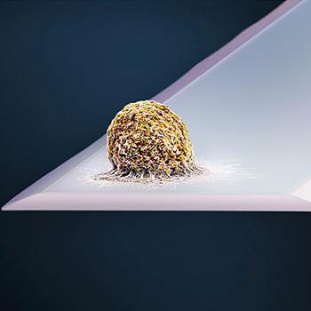 LA BÁSCULA QUE PESA UNA CÉLULA VIVA