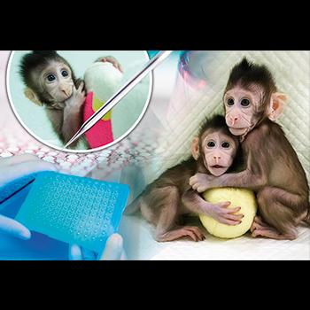 LOS PRIMEROS MONOS CLONADOS CON LA MISMA TÉCNICA QUE LA OVEJA DOLLY