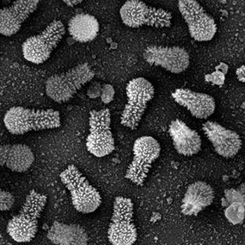 DESCUBREN EN BRASIL LOS DOS VIRUS MÁS GRANDES EN LA HISTORIA