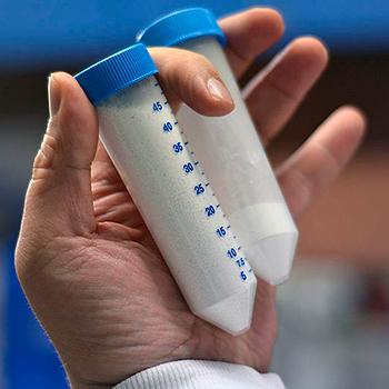 Colágeno bovino serviría para tratar lesiones de cartílago