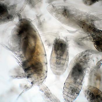 Registran 9 microcrustáceos nuevos en el Pacífico colombiano