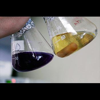 Hongos descontaminarían residuos de laboratorios