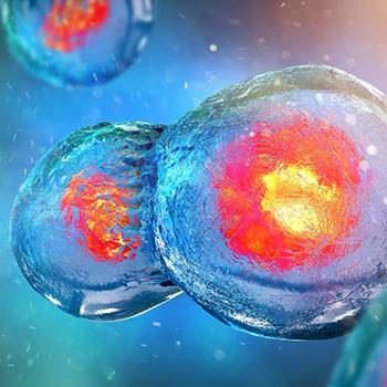 Investigadores desarrollan el primer modelo interactivo de división celular