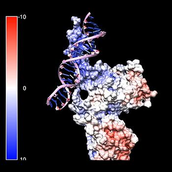 Fragmentos de ADN pueden controlar el crecimiento de tumores