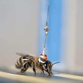 Abejas africanizadas detectarían campos minados