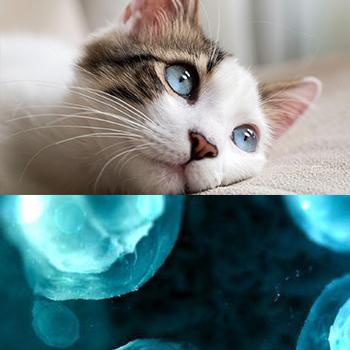 Exploran alternativas como los órganos en miniatura para reemplazar experimentos con animales