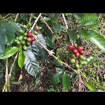 Vino de frutos rojos con miel de café, antioxidante