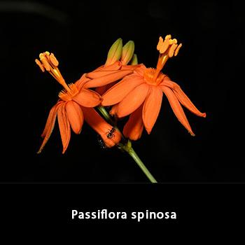 Colombia registra 36 posibles nuevas especies para la ciencia en la región Amazónica