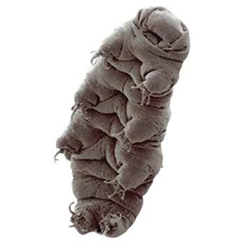 Ositos de agua para medir la calidad del aire