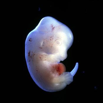 ¿Híbridos humano-animales? Japón da luz verde a este experimento