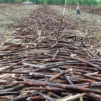 Subproductos de bioetanol se utilizarían para nuevos sabores y fragancias