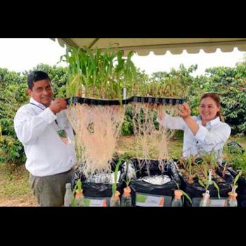 La ciencia detrás del híbrido de maíz