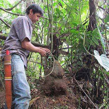 Bacterias marinas combatirían plagas en clavel y ñame