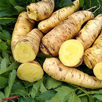 Ocho genotipos para mejoramiento genético de la arracacha