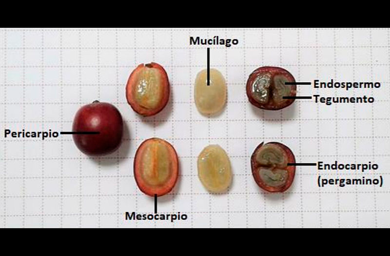 Secado de café sin agua le abriría puertas a mercados especiales